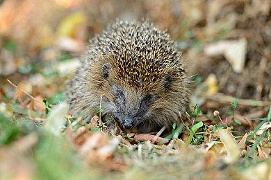 《苍翼：混沌效应》公布《死亡细胞》免费联动预告